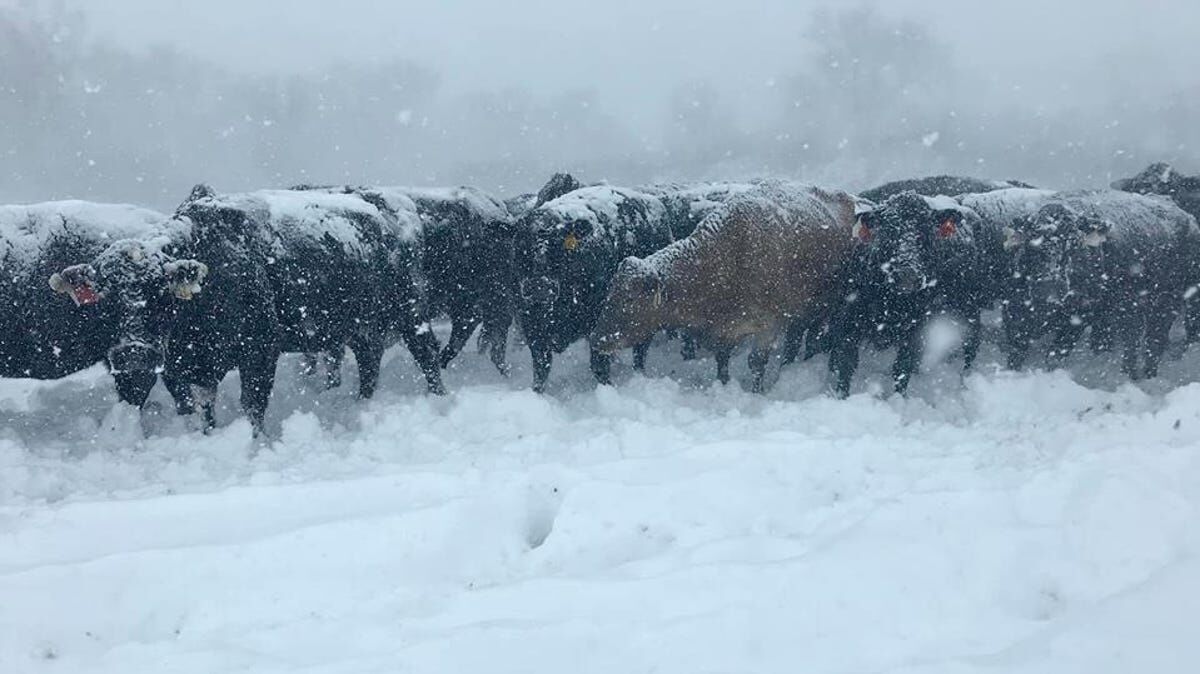 CC Winter Cold Cows